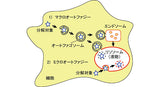 細胞を用いたオートファジーの促進試験の受託サービス