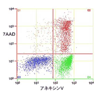 各種細胞のアポトーシス誘導試験の受託サービス