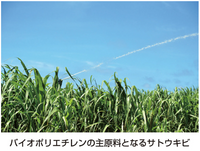 サンプラ（R）バイオプラ PEディスカップ 100ml 31030
