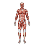 筋芽細胞から筋管細胞への分化促進試験の受託サービス