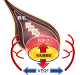 毛乳頭細胞を用いた育毛促進試験の受託サービス