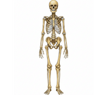 細胞を用いた骨の代謝試験の受託サービス