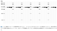 ProteinSimple 全自動シンプルウェスタンシステム Sally Sue