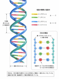 多サンプルのリアルタイムPCR測定受託サービス