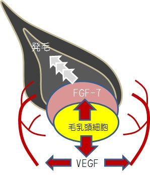 毛乳頭細胞を用いた育毛促進試験の受託サービス