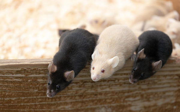 動物実験の受託サービス