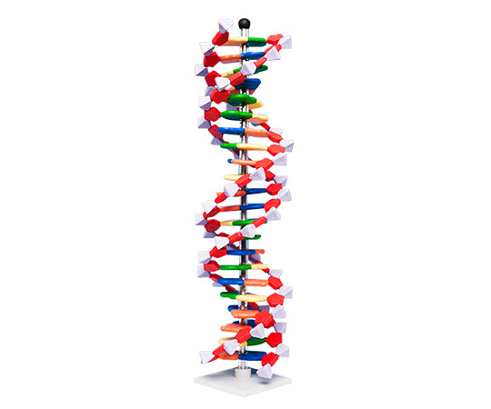 DNAモデルシステム 22レイヤーセット miniDNA(R) 3-6914-02
