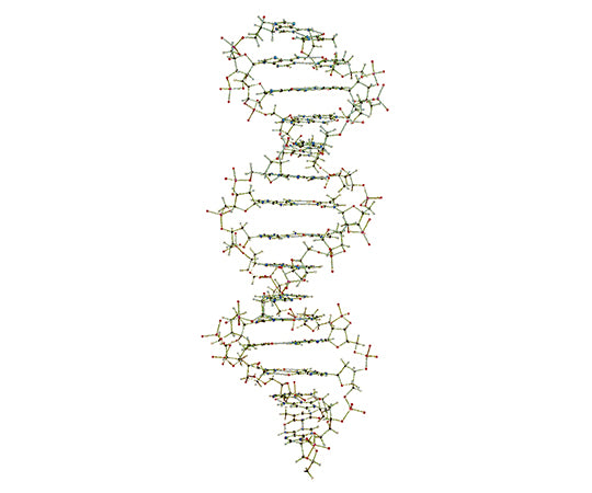DNA・RNA分子模型 教育用 吊下げ型DNA分子模型組立キット W19800 3-9228-02