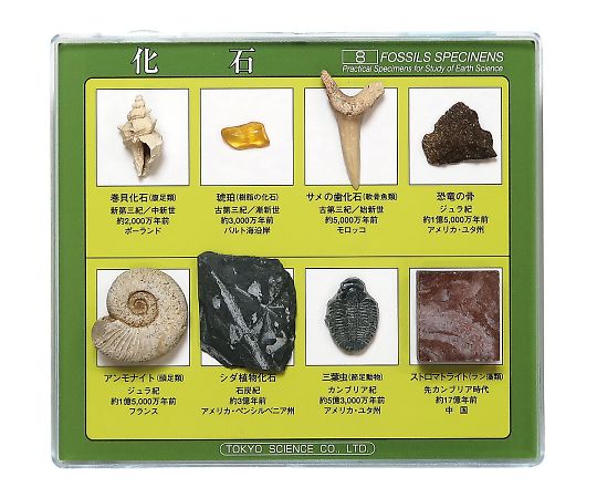 化石標本(化石標本8種)   3-654-02