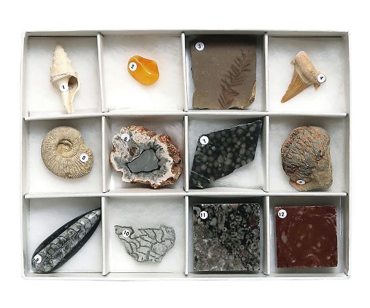 化石標本(化石標本12種)   3-654-03