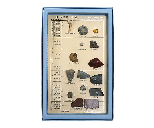 化石標本(化石標本15種)   3-654-04
