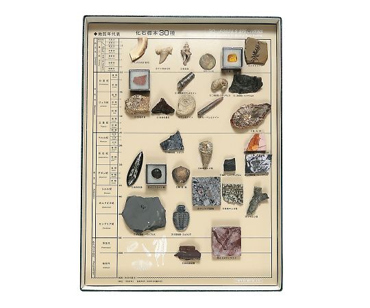 化石標本(化石標本30種)   3-654-05