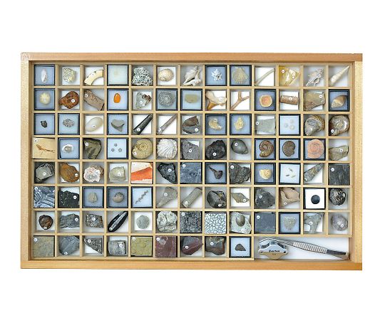 化石標本(化石標本100種)   3-654-06
