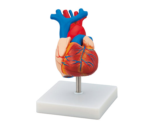 心臓モデル  LHM307A 7-8328-01